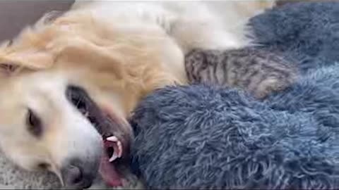 golden retriever VS kitten