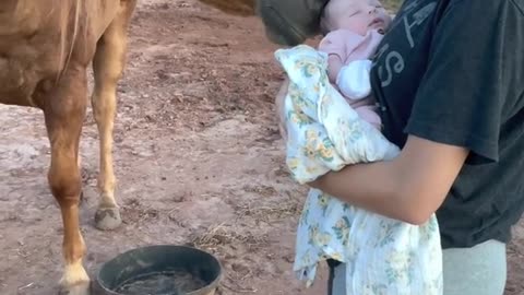 Gentle Horse Meets New Baby for the First Time