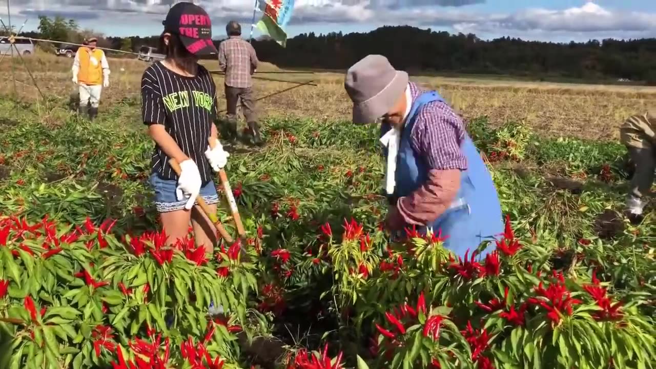 Hawk Claw Chilies - Japan Chili Farming and Harvest - Japanese traditional spices