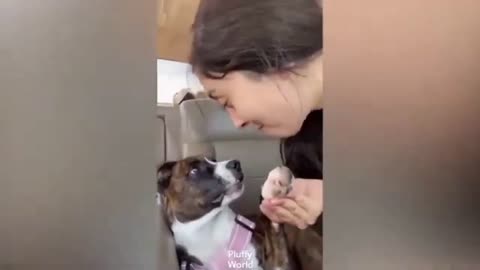 dogs_and_cats_shots_video,_Funny_Dog_Videos_2021