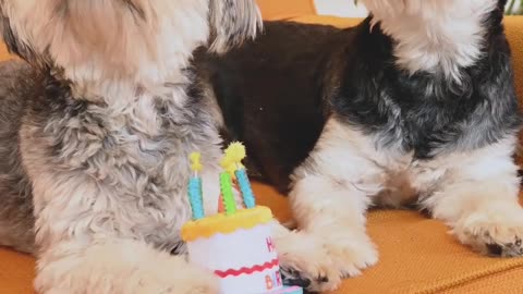 Cute dog