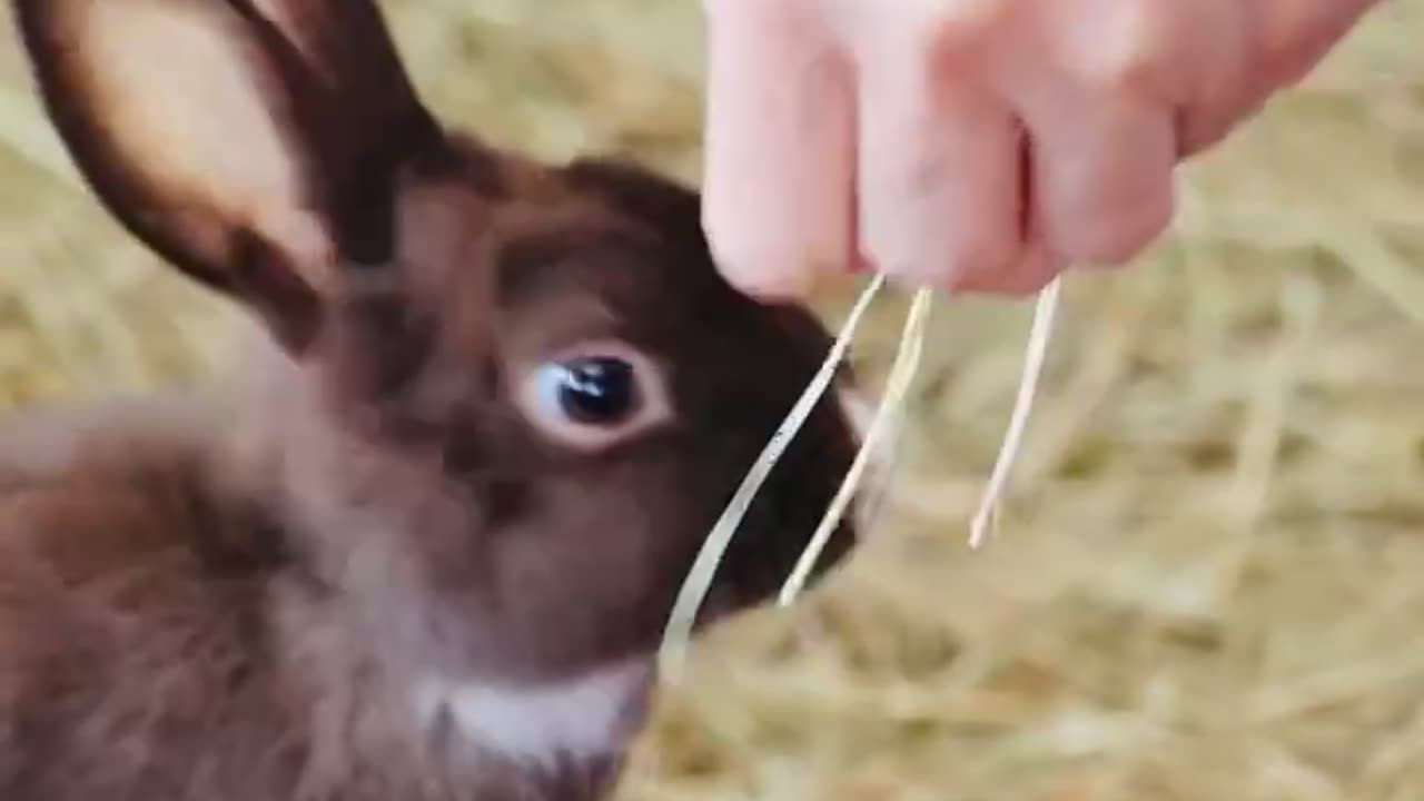 Cute rabbit
