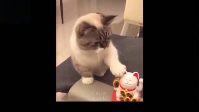 Cute 😍 and funny cat 🐈 videos