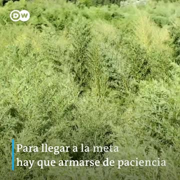 Video: ¿estaría dispuesto a perderse por placer en un laberinto?
