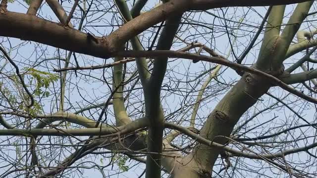 Squirrels so happy when give it foooood