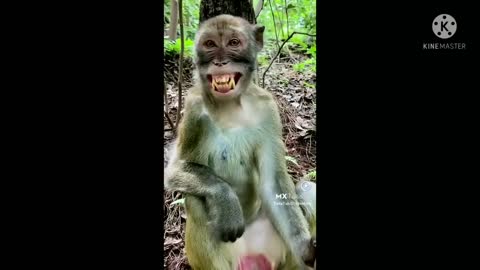 Monkey funny short video