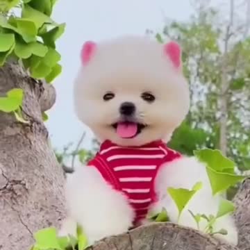 😍Cute and Funny Dog Compilation