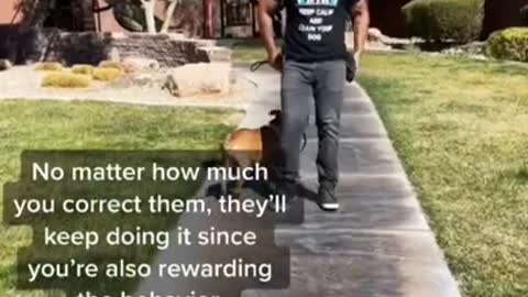 Dog training video