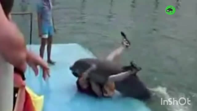 Funny dolphin 🐬 - it's skills and beautiful things