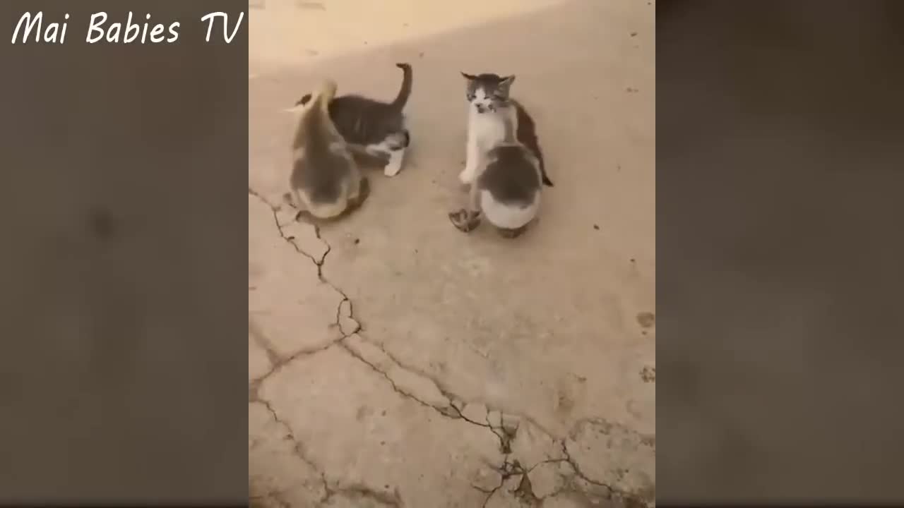 Tente não rir