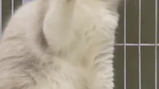 Cute kitten plays with its owner