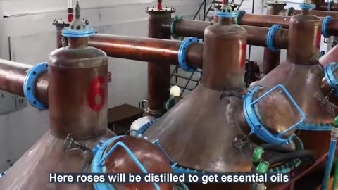 Beautiful Rose Harvesting and Rose Essential Oil Processing in Factory - Essential oil industry