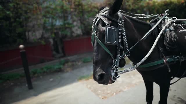Black Mania Horse In Sunshine Day