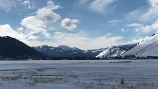 Elk Herd in a Hurry