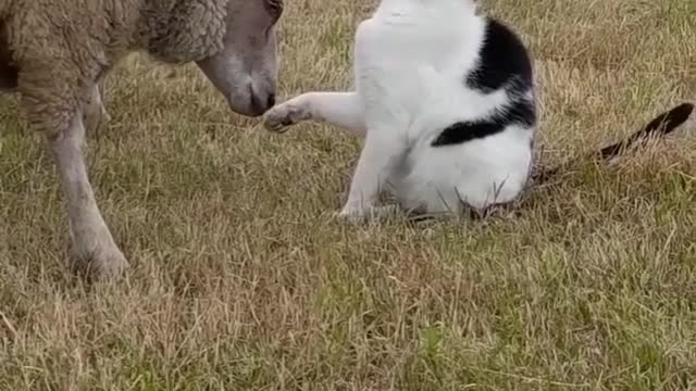 Sheep and cat friendship