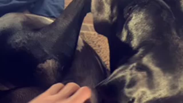 Doggie heaven Great Dane loves