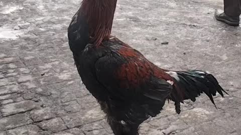 Rooster Short Video By Kingdom Of Awais