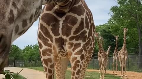 The giraffe