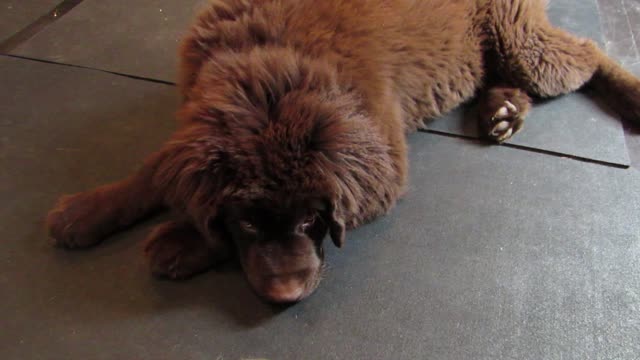 Huge puppy demands better meals