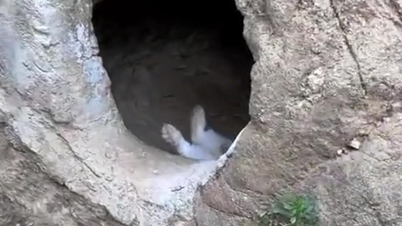This little rabbit knows how to enjoy life.