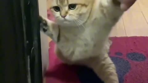 Giggles Unleashed: Cats and Dog's Funniest and Funnest Video Moments"