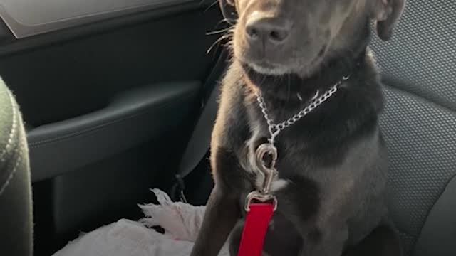 Mama Dog Living Behind Walmart Builds A Driftwood Cave To Keep...