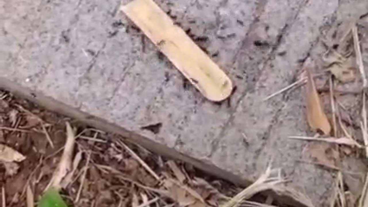 They will never trust that ant ever again. Prank with ants. 😁