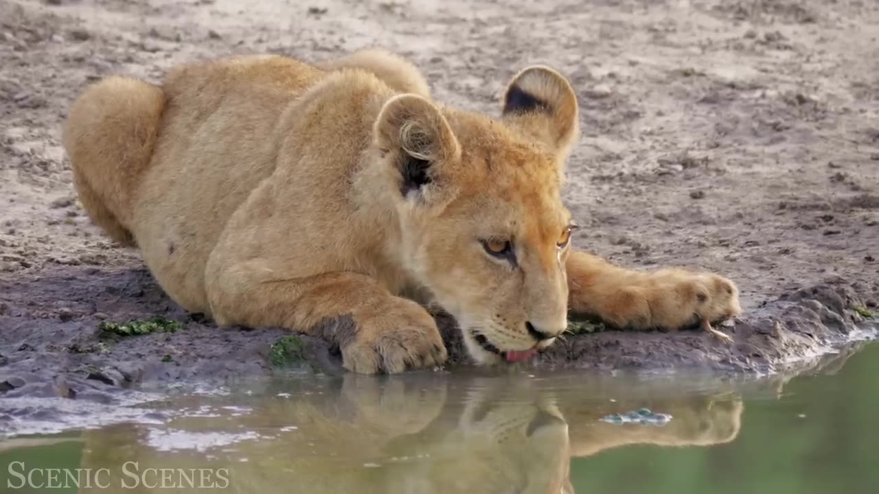 Baby animal cute baby anymils tiger