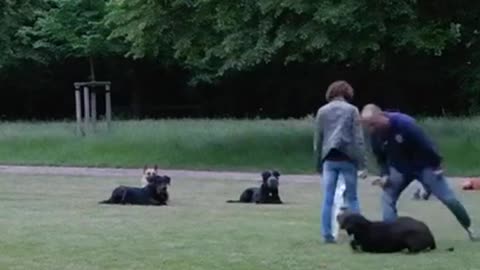 Dogs participating in training