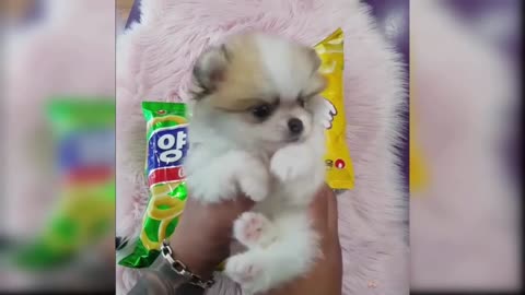 Baby Dogs - Cute and Funny Dog Videos Compilation