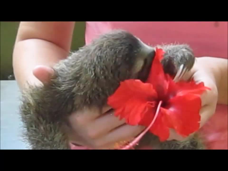 Adorable Orphaned Sloth Baby Eats a Hibiscus Flower!