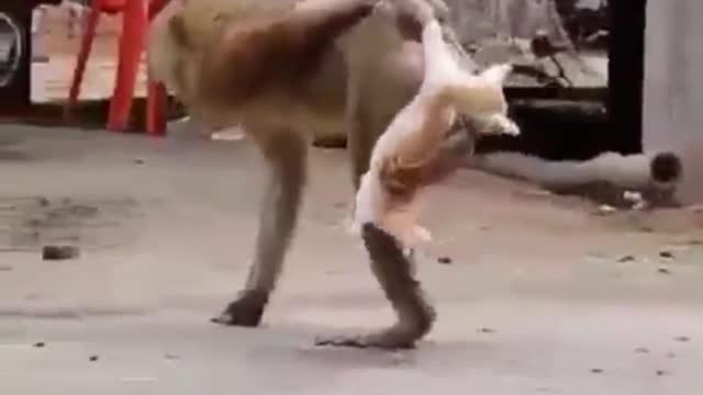 Just for laughting 🐒 et 🐱