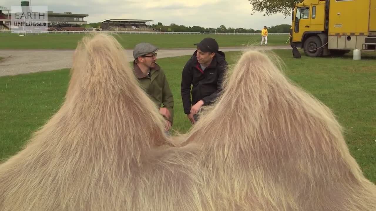 Camel Racing In Slow Motion Feat. Epic Fall | Slow Mo | BBC Earth