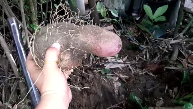 Strangest puple yam in the world!