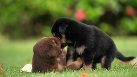 cute puppies playing with each other