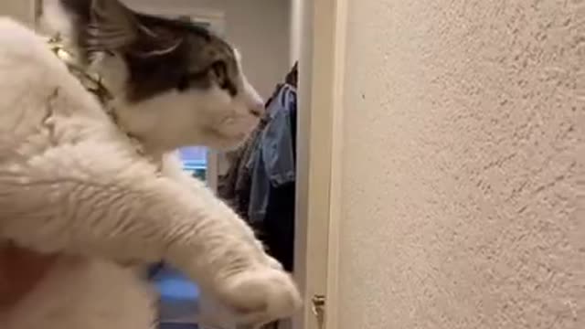 Funny (Smart) Cats Be Like | Funny Animals