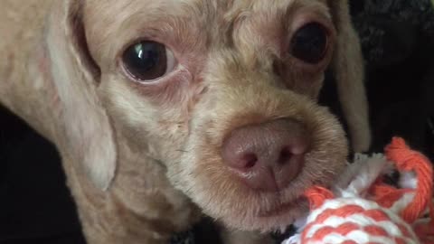 The puppy bites the toy and doesn't let it go.