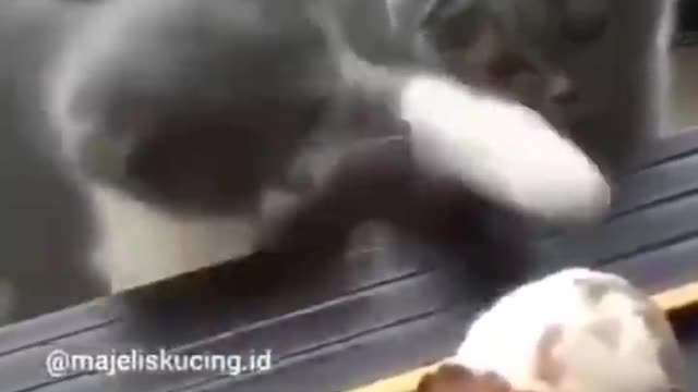 FUNNIEST CATS CRAZY MODE