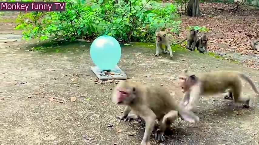 Funy monkey