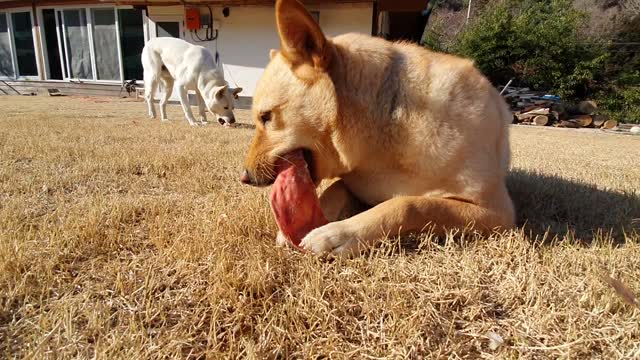 Enjoy your meal, my dog.