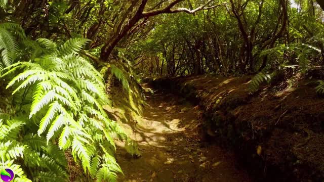 Relaxing Jungle Sound With Birds, Nature