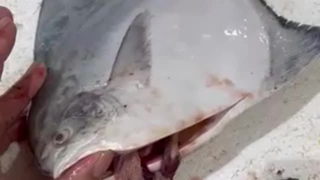 How the fish catcher and seller cheat on this expensive fish