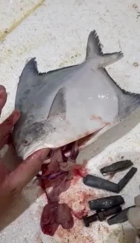 How the fish catcher and seller cheat on this expensive fish