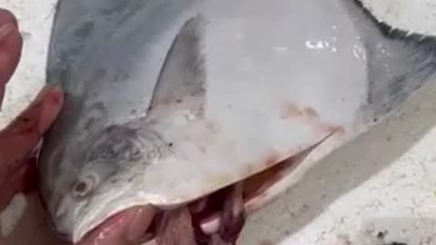 How the fish catcher and seller cheat on this expensive fish