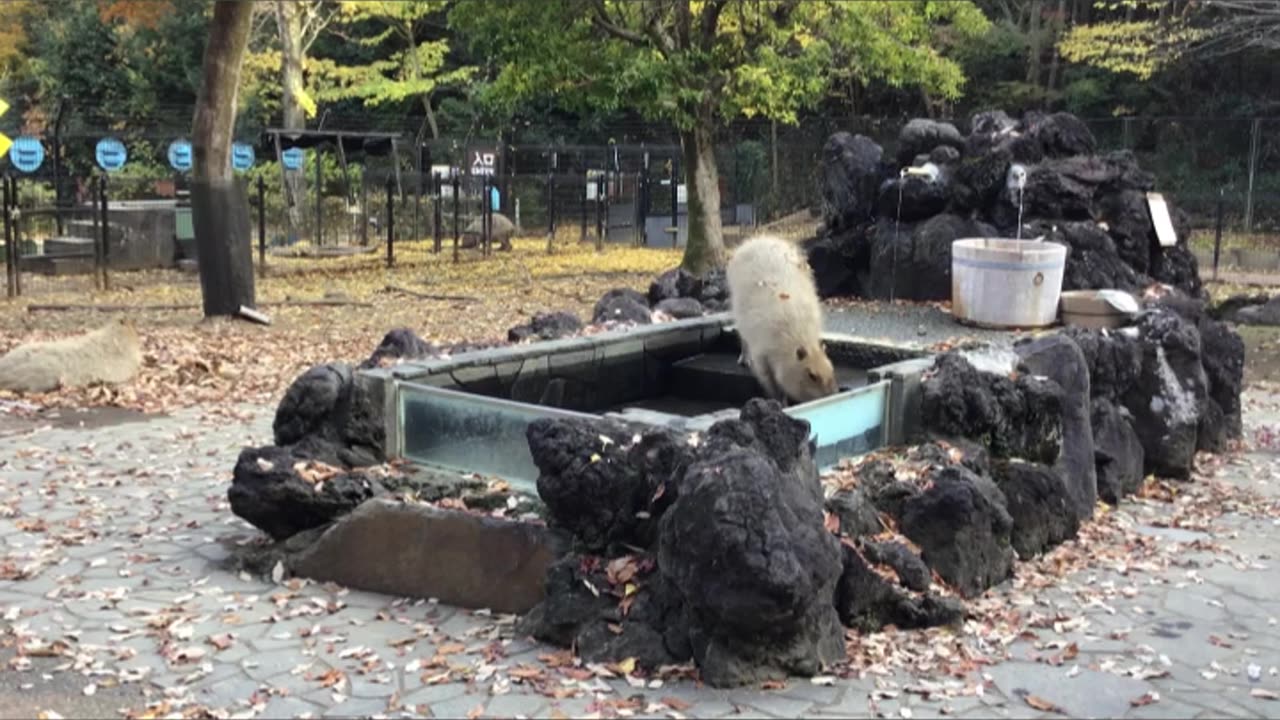 “Capybara Hot Spring” at Saitama Children’s Animal Park Zoo