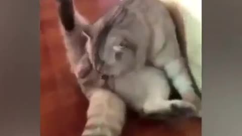 compiled videos of funny cats