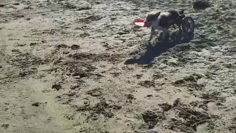 Disabled Dog Enjoys Playing Frisbee at The Beach