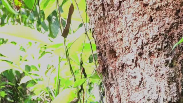 Mother Feed Baby Asian Barbet In Hollow Tree