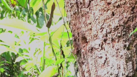 Mother Feed Baby Asian Barbet In Hollow Tree