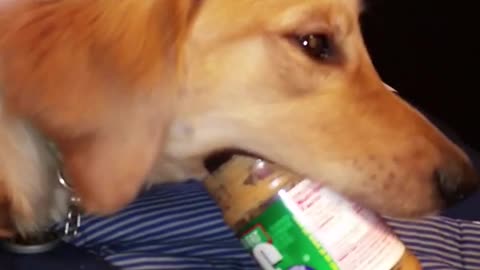 Brown dog on blue bed eats peanut butter